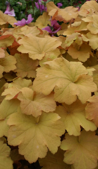 HEUCHERA VIL CARAMEL #1