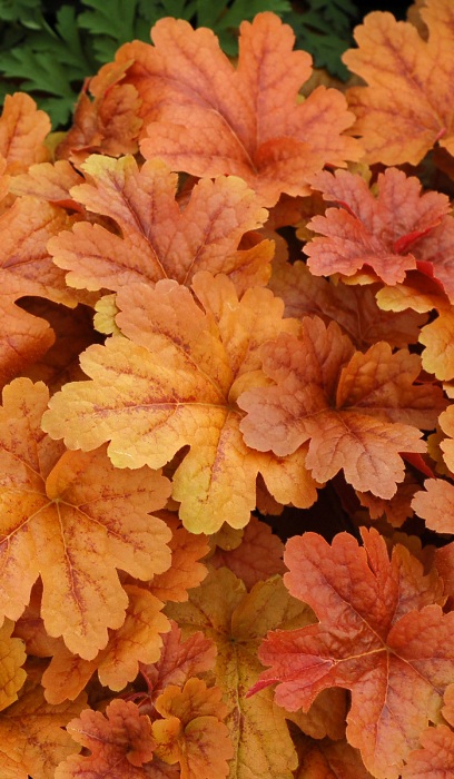 HEUCHERELLA BUTTERED RUM #1