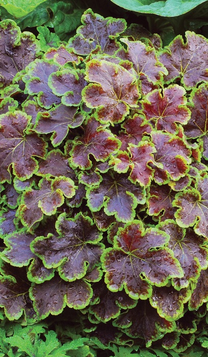 HEUCHERELLA SOLAR ECLIPSE #1