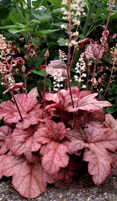 HEUCHERELLA PEACH TEA #1