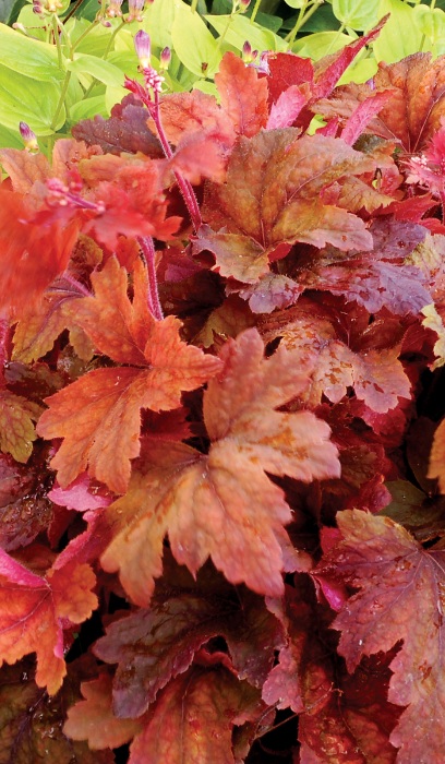 HEUCHERELLA SWEET TEA #1