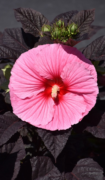 HIBISCUS EDGE OF NIGHT #3 PW