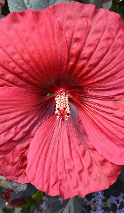 HIBISCUS HOLY GRAIL #2 PW