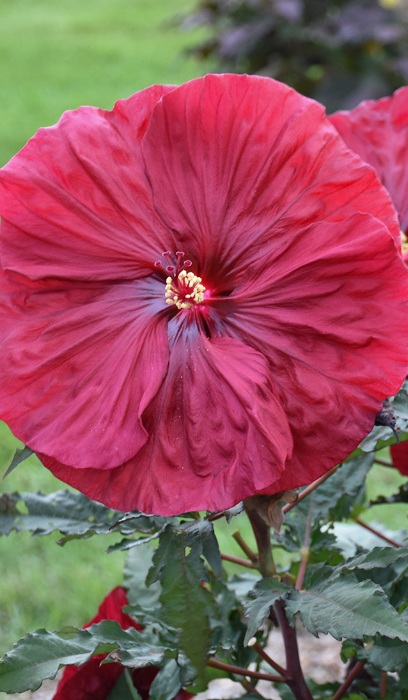 HIBISCUS BLACKBERRY MERLOT #3