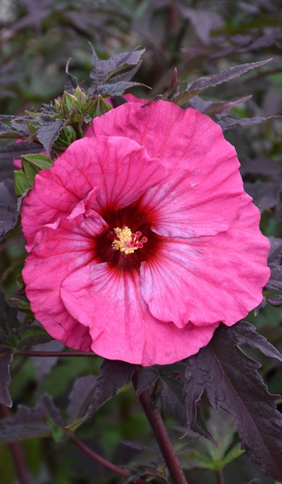 HIBISCUS INNER GLOW #3