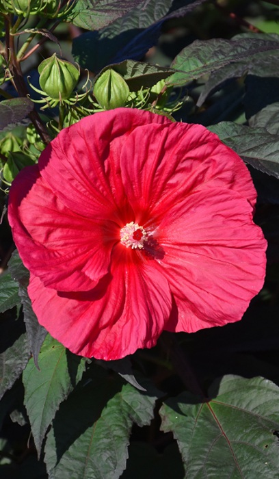 HIBISCUS MARS MADNESS #3