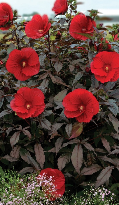 HIBISCUS MIDNIGHT MARVEL #3