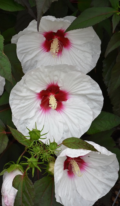 HIBISCUS MOCHA MOON #3