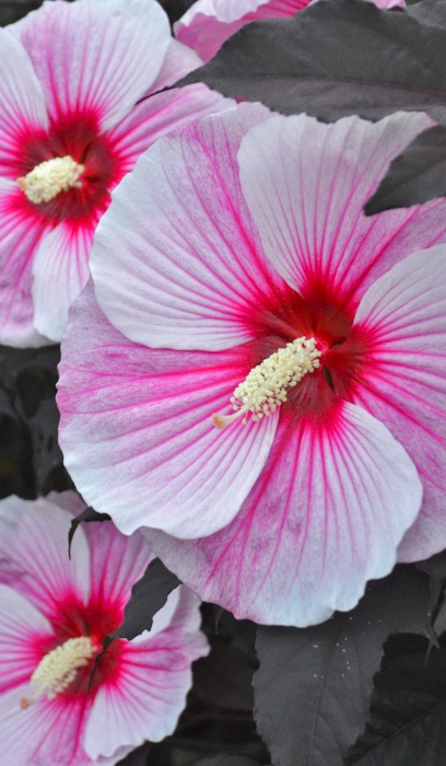 HIBISCUS STARRY STARRY NIGHT#3