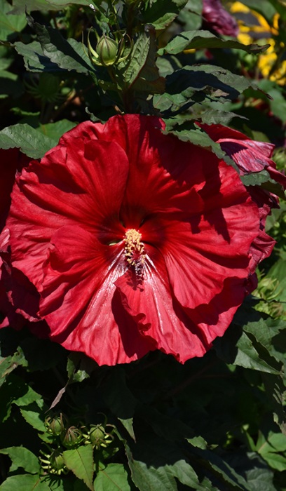 HIBISCUS VALENTINES CRUSH #3 PW