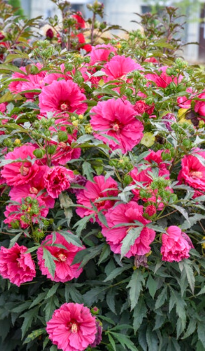 HIBISCUS WATERMELON RUFFLES #3