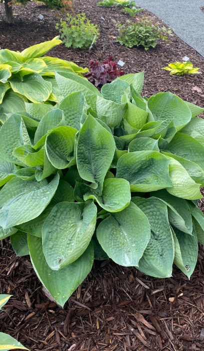 HOSTA ABIQUA DRINKING GOURD #1