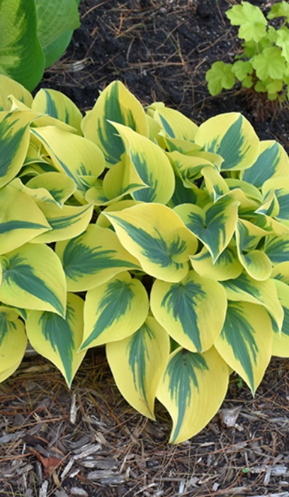 HOSTA AUTUMN FROST #1/7" PW