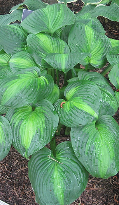 HOSTA AVOCADO #1