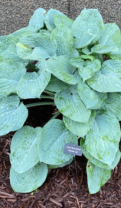 HOSTA BLUE HAWAII #1