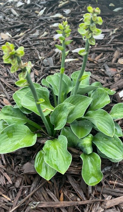 HOSTA BLUE MOUSE EARS #1