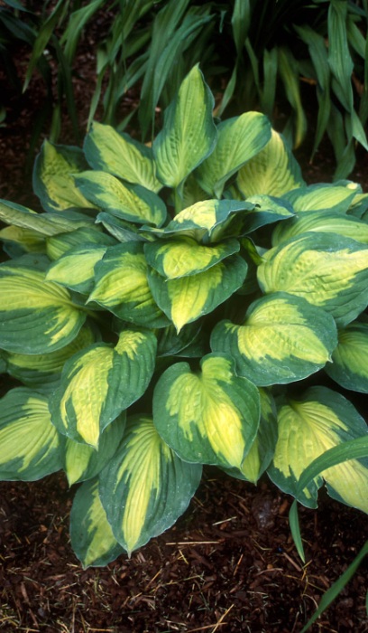 HOSTA CAPTAIN KIRK #1