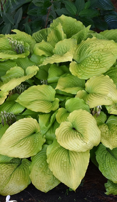 HOSTA COAST TO COAST #1/7" PW