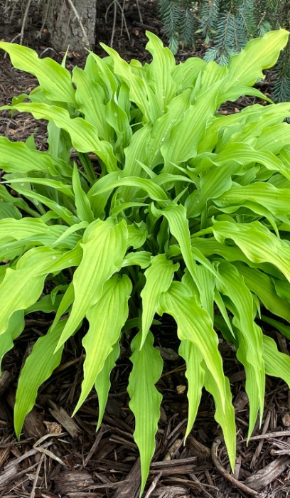 HOSTA CURLY FRIES #1