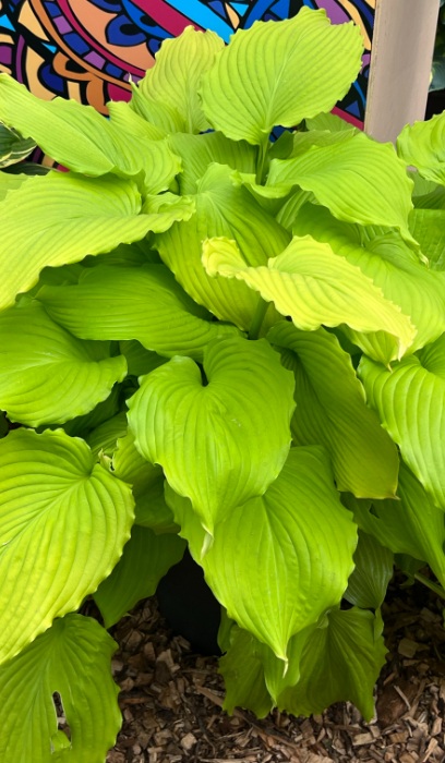 HOSTA DANCING QUEEN #1