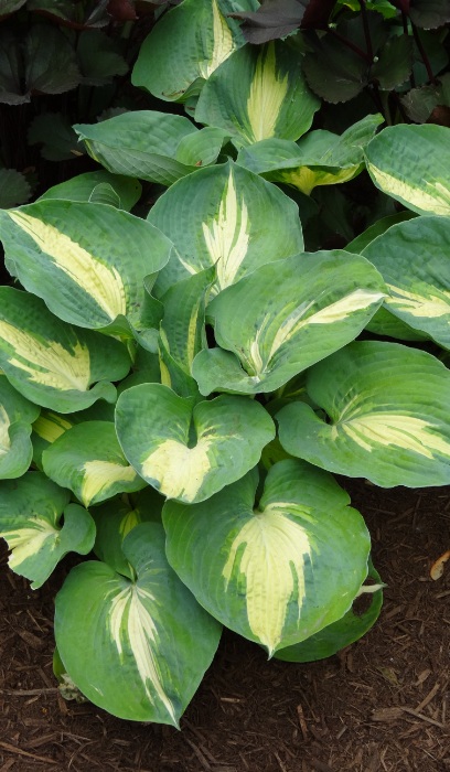 HOSTA DREAM QUEEN #1