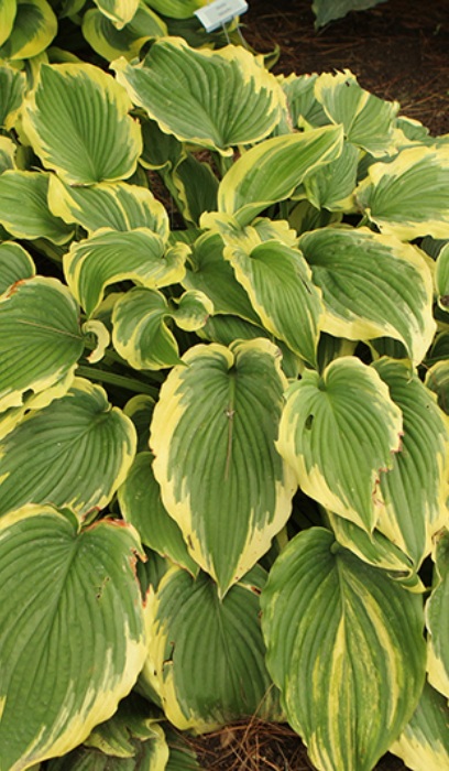 HOSTA DROP-DEAD GORGEOUS #1/7"