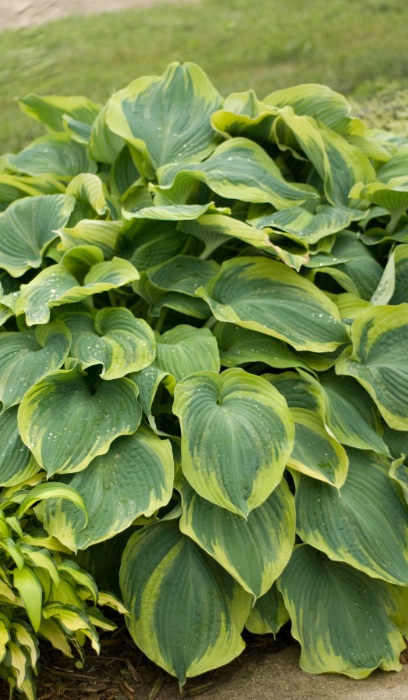 HOSTA EARTH ANGEL #1