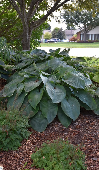 HOSTA EMPRESS WU #1/7" PW