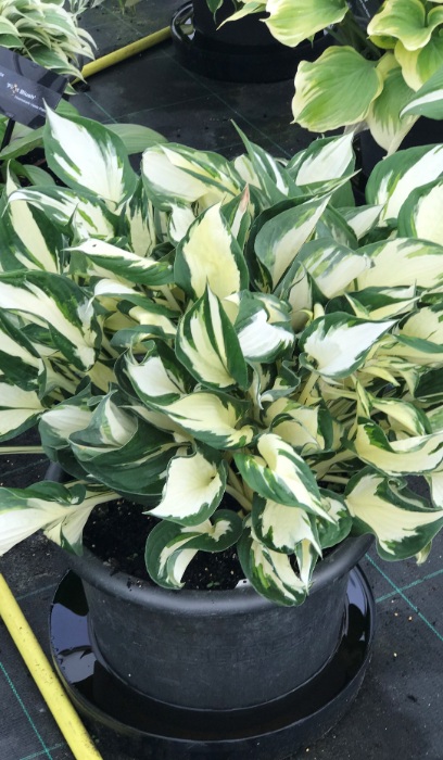HOSTA FIRE AND ICE #1