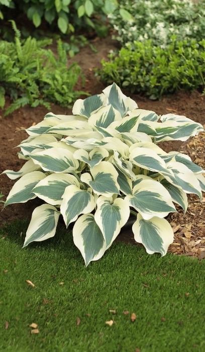 HOSTA FIRN LINE #1