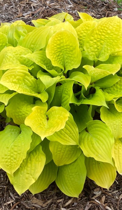 HOSTA FIRE ISLAND #2 STG25