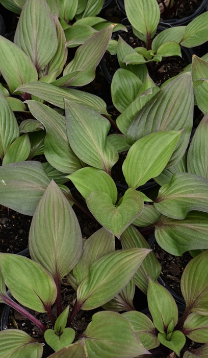 HOSTA FIRST BLUSH #1