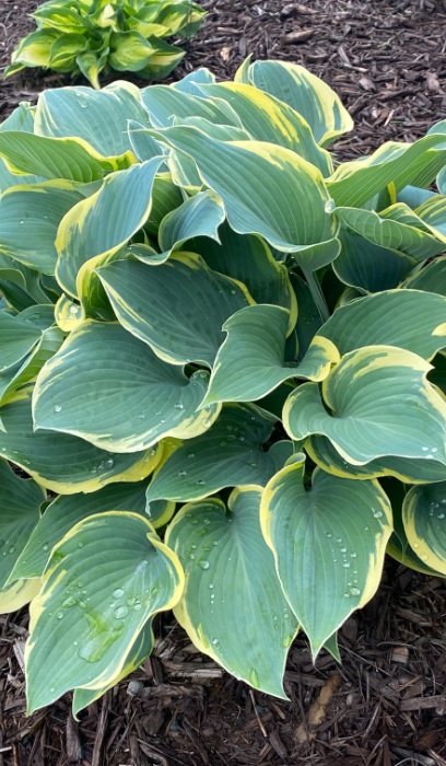 HOSTA FIRST FROST #1