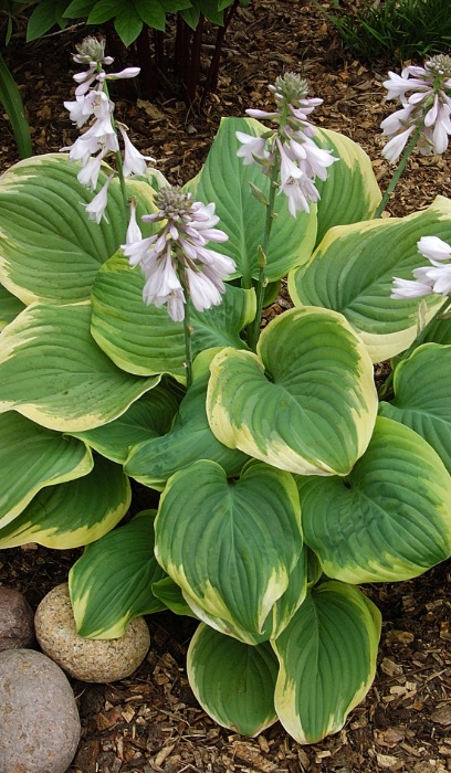 HOSTA FRAGRANT BOUQUET #1