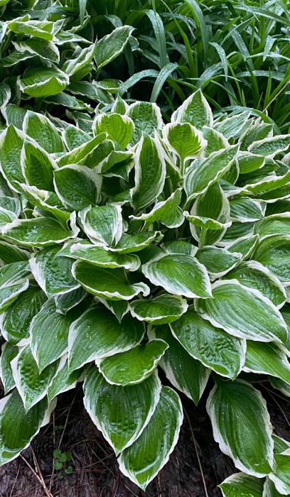 HOSTA FRANCEE #1