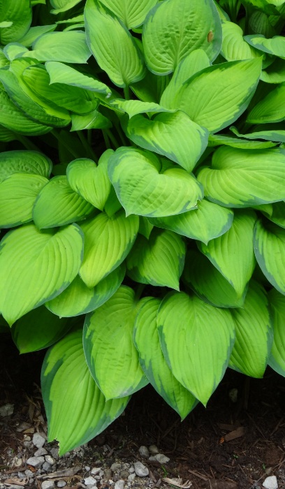 HOSTA GOLD STANDARD #1