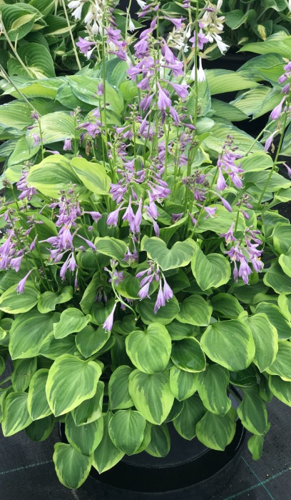 HOSTA GOLDEN TIARA #1