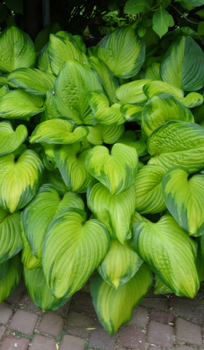 HOSTA GUACAMOLE #5