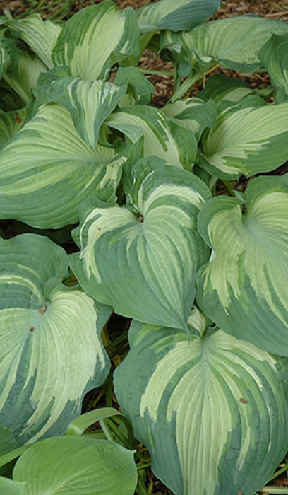 HOSTA GUARDIAN ANGEL #1