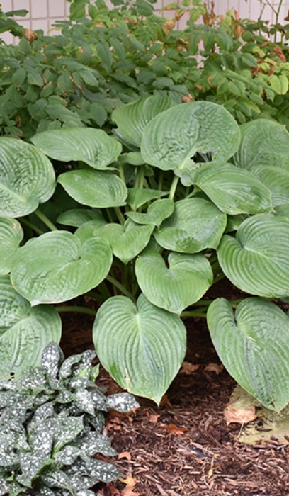 HOSTA HUMPBACK WHALE #1