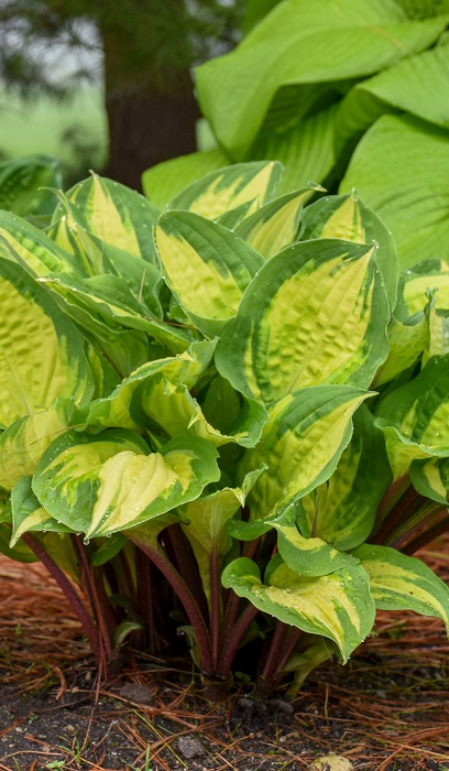 HOSTA ISLAND BREEZE #1