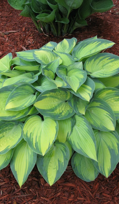 HOSTA JUNE #1