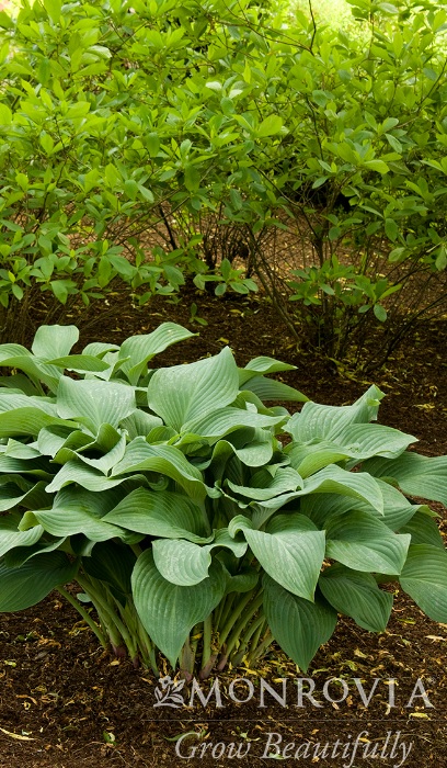 HOSTA KROSSA REGAL #1