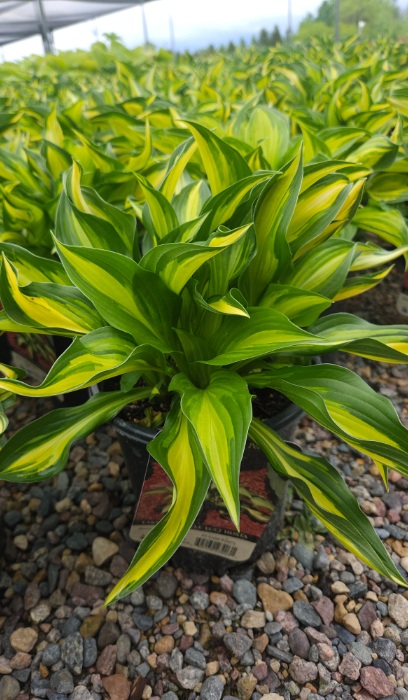HOSTA LAKESIDE LITTLE TUFT #1