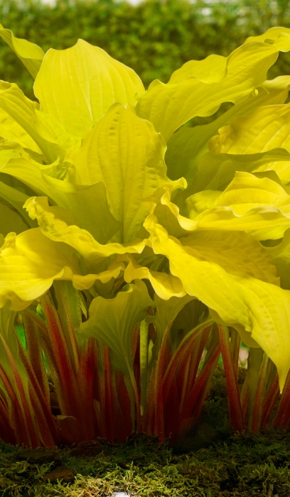 HOSTA LIPSTICK BLONDE #1