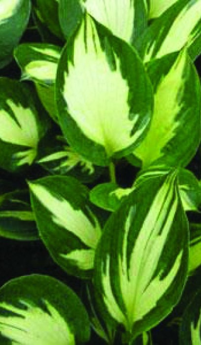 HOSTA MORNING STAR #1