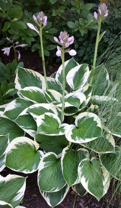 HOSTA PATRIOT #5