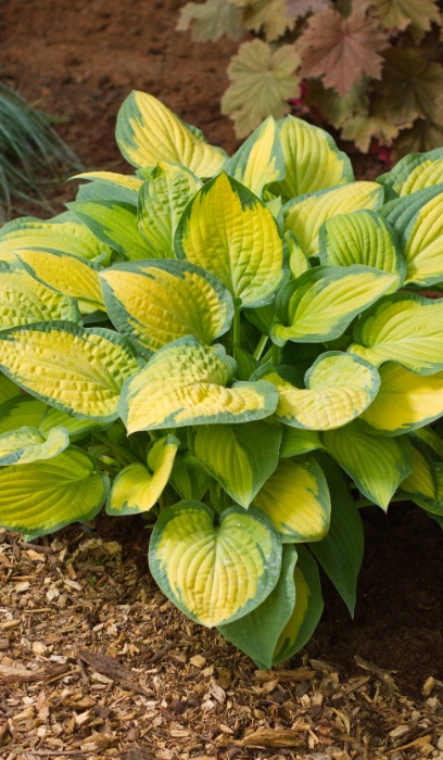 HOSTA PAUL'S GLORY #1