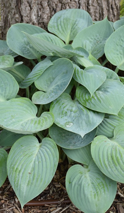 HOSTA PRAIRIE SKY #1
