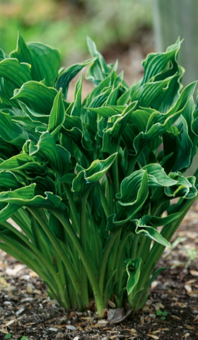 HOSTA PRAYING HANDS #1